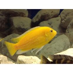 Malawi Cichlids - 2 Albino Yellow Labs
