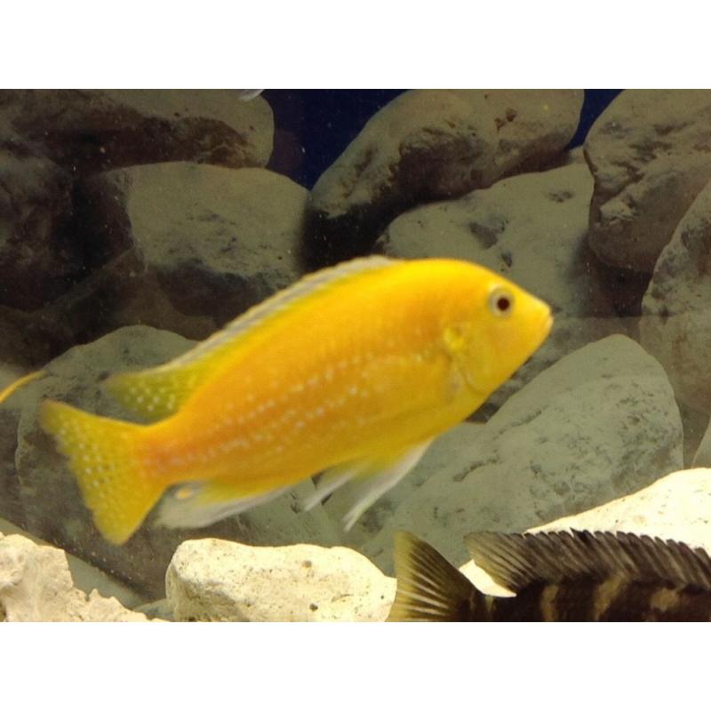 Malawi Cichlids - 2 Albino Yellow Labs