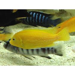 Malawi Cichlids - 2 Albino Yellow Labs
