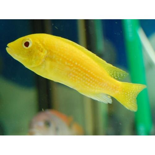 Malawi Cichlids - 2 Albino Yellow Labs