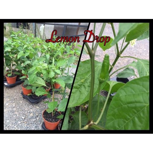 Chilli