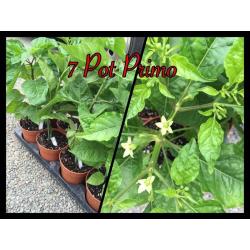 Chilli