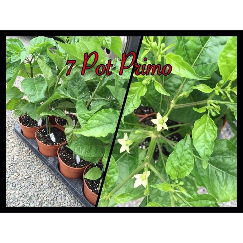 Chilli