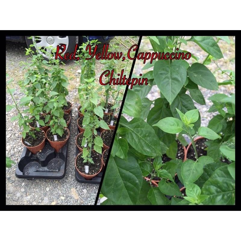 Chilli