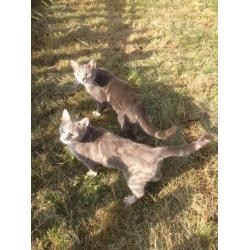 Silver tabby cats