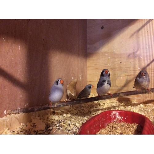 Zebra Finches