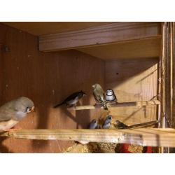 Zebra Finches