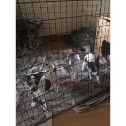 Chihuahua puppies for sale