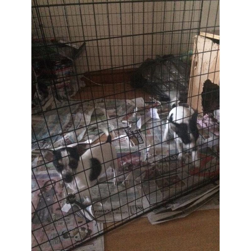 Chihuahua puppies for sale