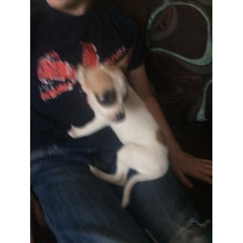 Chihuahua puppies for sale