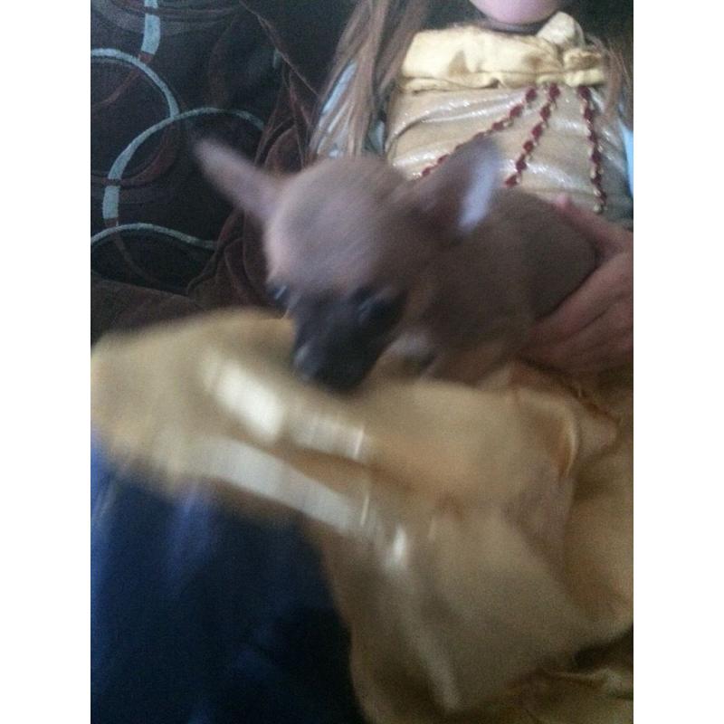 Chihuahua puppies for sale