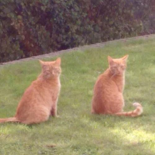 Lost cat