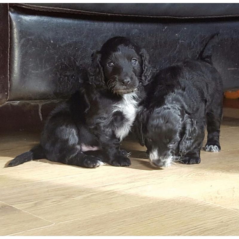 F2 Cockapoo Puppies (PRA CLEAR) Ready To Leave Now