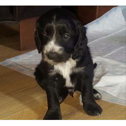 F2 Cockapoo Puppies (PRA CLEAR) Ready To Leave Now