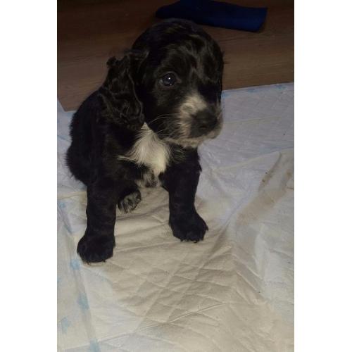 F2 Cockapoo Puppies (PRA CLEAR) Ready To Leave Now