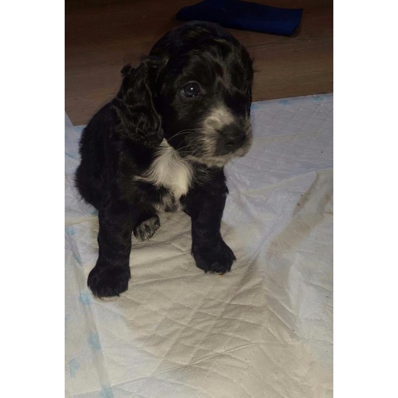 F2 Cockapoo Puppies (PRA CLEAR) Ready To Leave Now