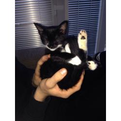 Black and White Kitten for Sale