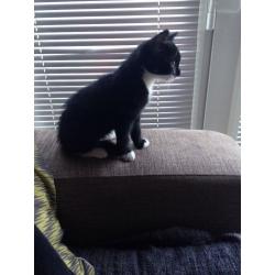 Black and White Kitten for Sale
