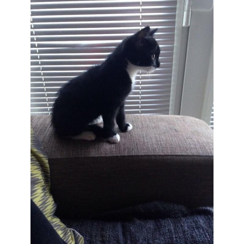 Black and White Kitten for Sale
