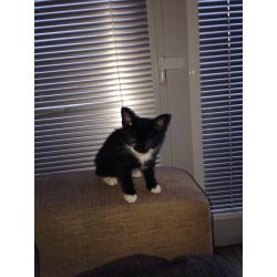 Black and White Kitten for Sale