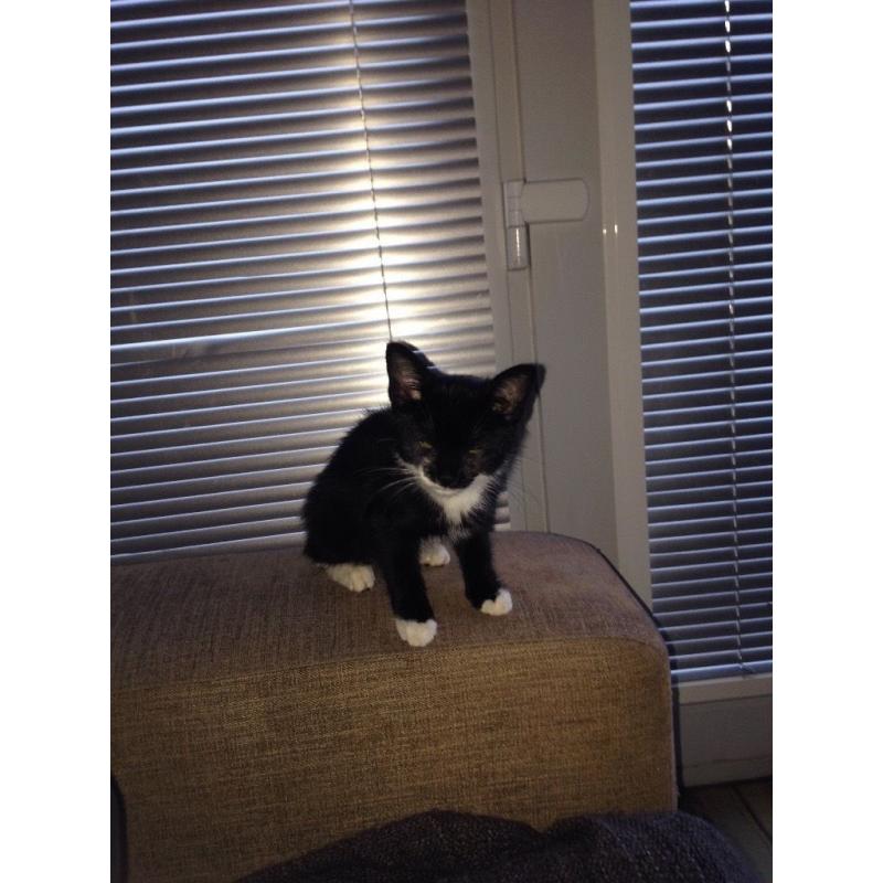 Black and White Kitten for Sale