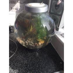 Fish tank
