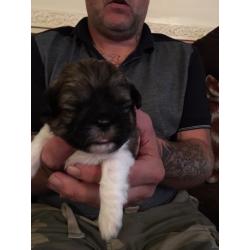 Beautiful litter of kC Reg shih tzu puppies for sale