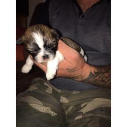 Beautiful litter of kC Reg shih tzu puppies for sale