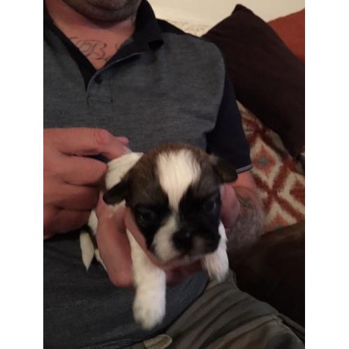 Beautiful litter of kC Reg shih tzu puppies for sale