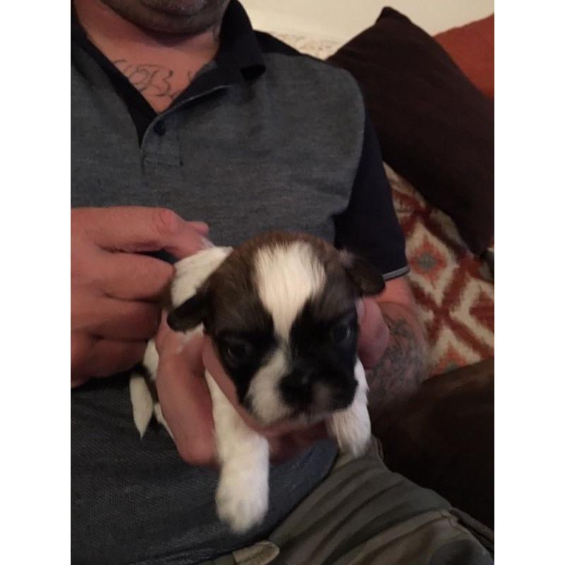 Beautiful litter of kC Reg shih tzu puppies for sale