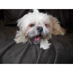 2 YEAR OLD SHIH TZU MALE LOOKING FOR GOOD HOME.
