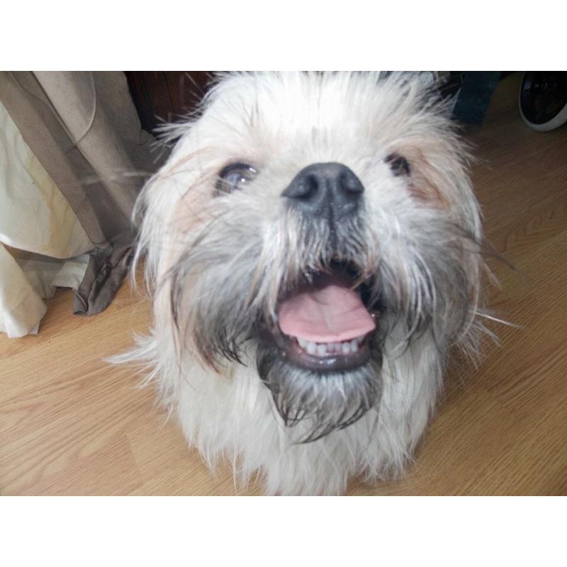 2 YEAR OLD SHIH TZU MALE LOOKING FOR GOOD HOME.