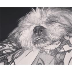 2 YEAR OLD SHIH TZU MALE LOOKING FOR GOOD HOME.
