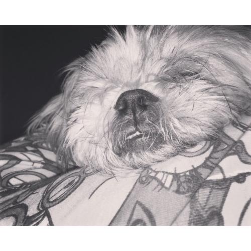 2 YEAR OLD SHIH TZU MALE LOOKING FOR GOOD HOME.