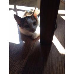 Black white and amber coloured cat 6 months old loving sweet kind and loves her kisses and cuddles