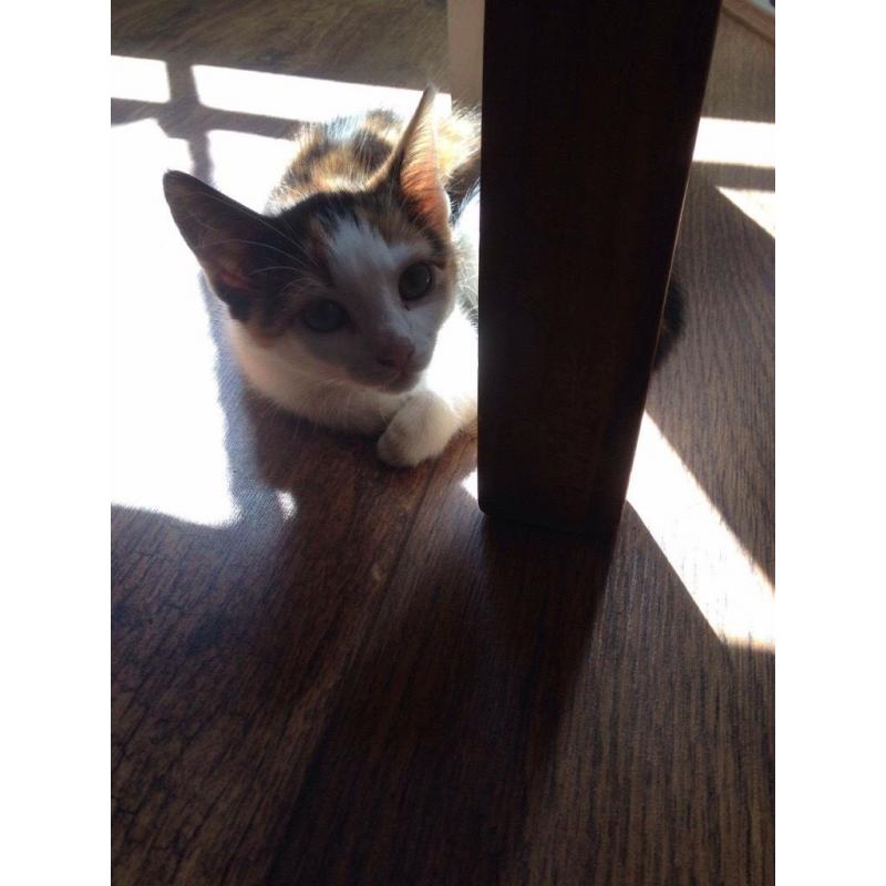 Black white and amber coloured cat 6 months old loving sweet kind and loves her kisses and cuddles