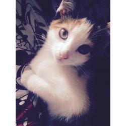Black white and amber coloured cat 6 months old loving sweet kind and loves her kisses and cuddles