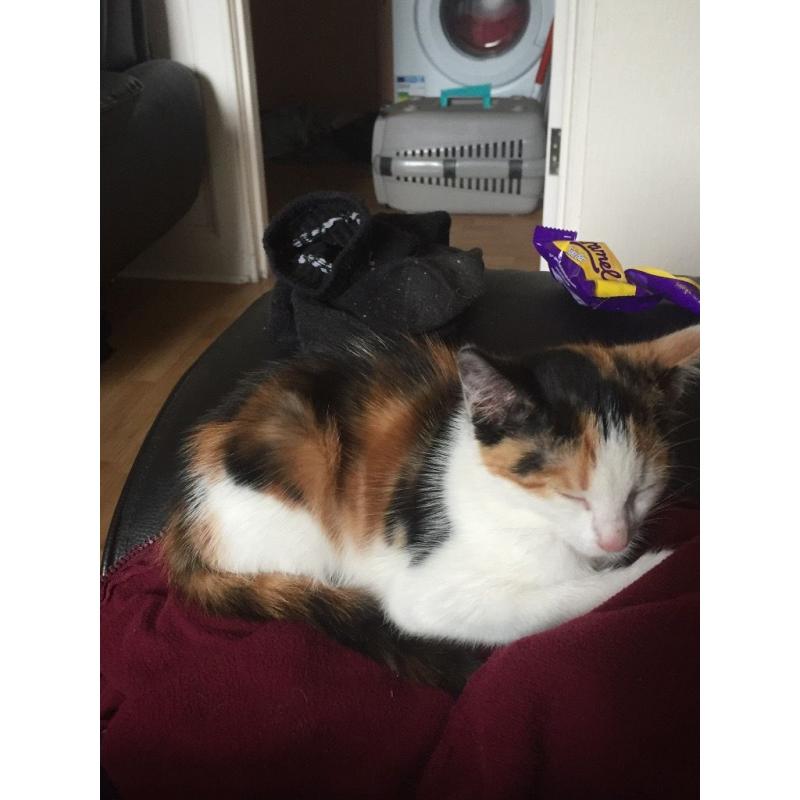 Black white and amber coloured cat 6 months old loving sweet kind and loves her kisses and cuddles