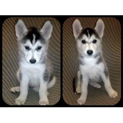 Siberian husky puppies for sale
