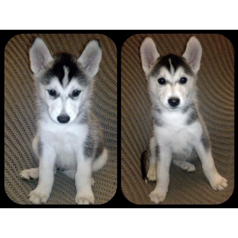 Siberian husky puppies for sale