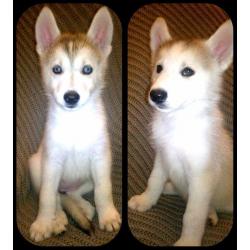 Siberian husky puppies for sale