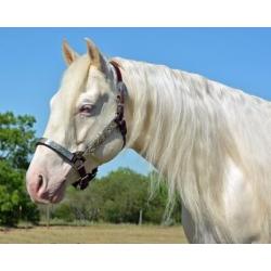 Fabulous Quarter Horse Gelding