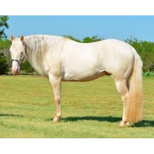 Fabulous Quarter Horse Gelding