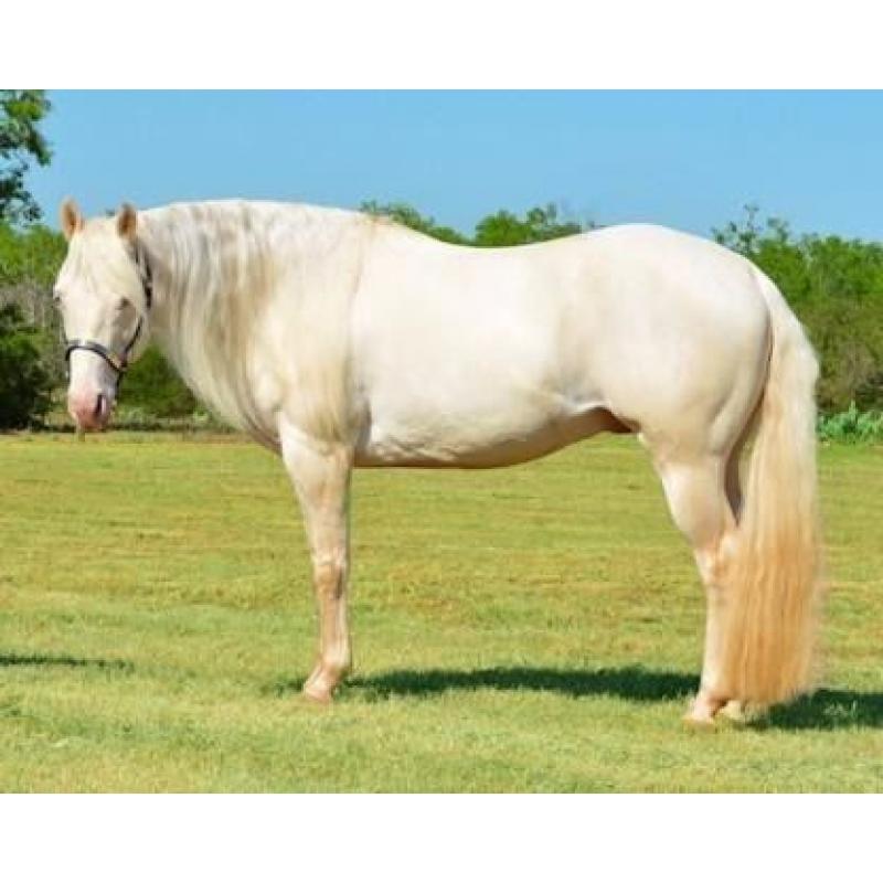 Fabulous Quarter Horse Gelding