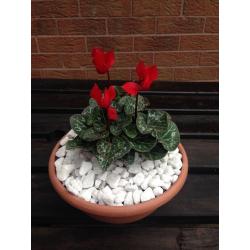 Small bowls with cyclamen