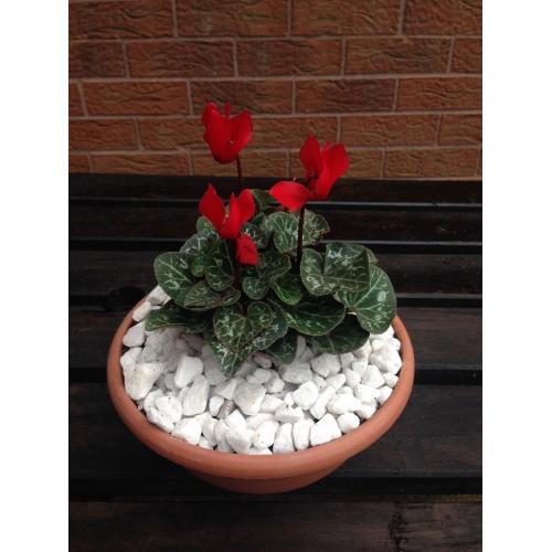 Small bowls with cyclamen