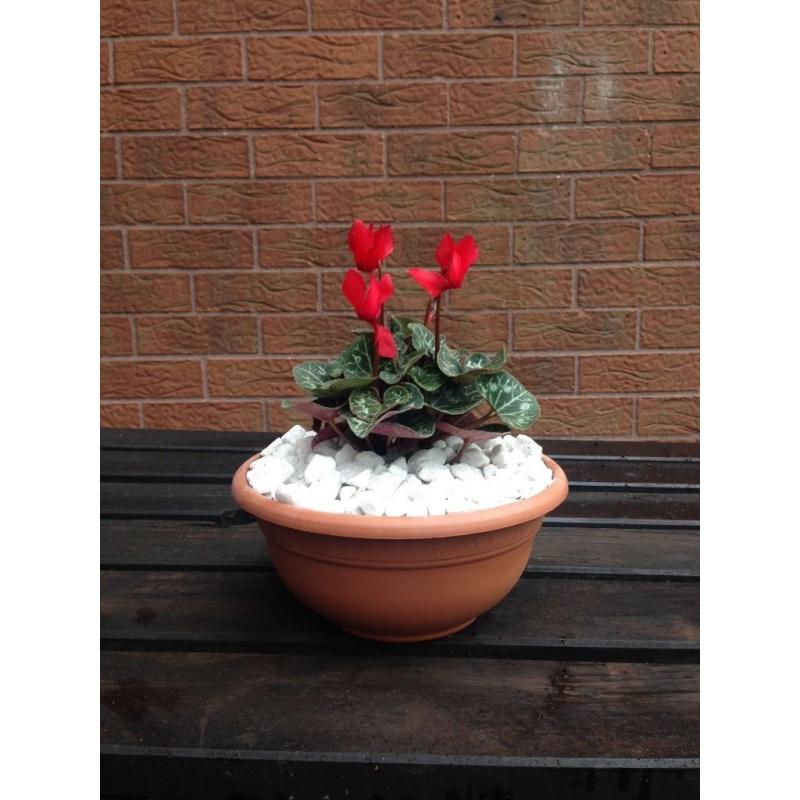 Small bowls with cyclamen