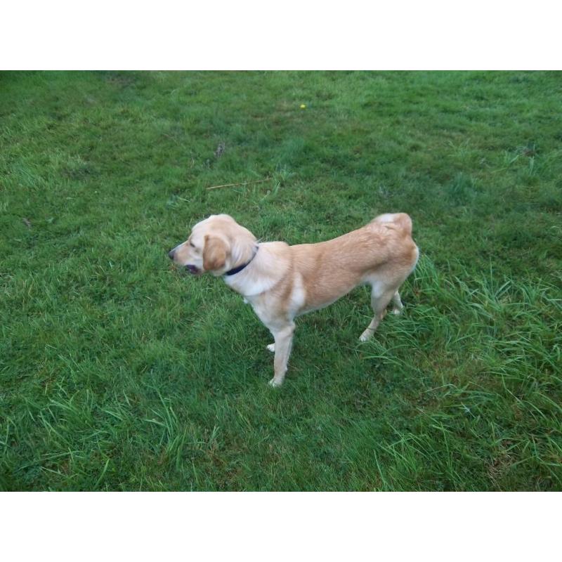 Young Golden Labrador for sale to a good home!