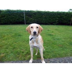 Young Golden Labrador for sale to a good home!