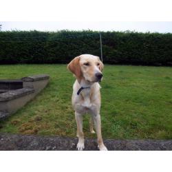 Young Golden Labrador for sale to a good home!